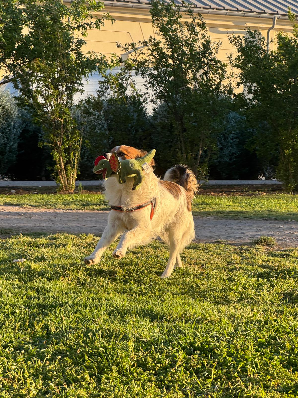 image-5