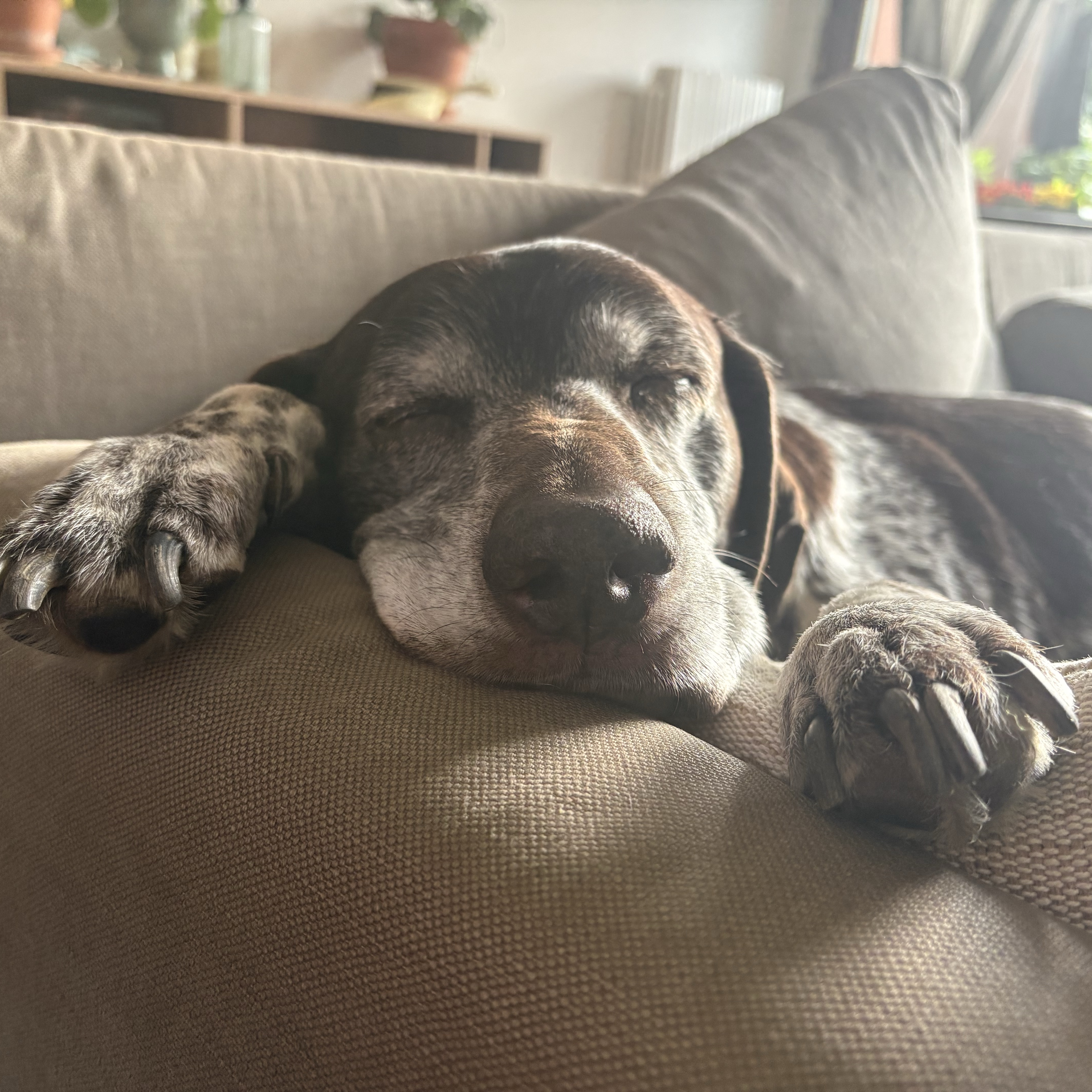 Lulu