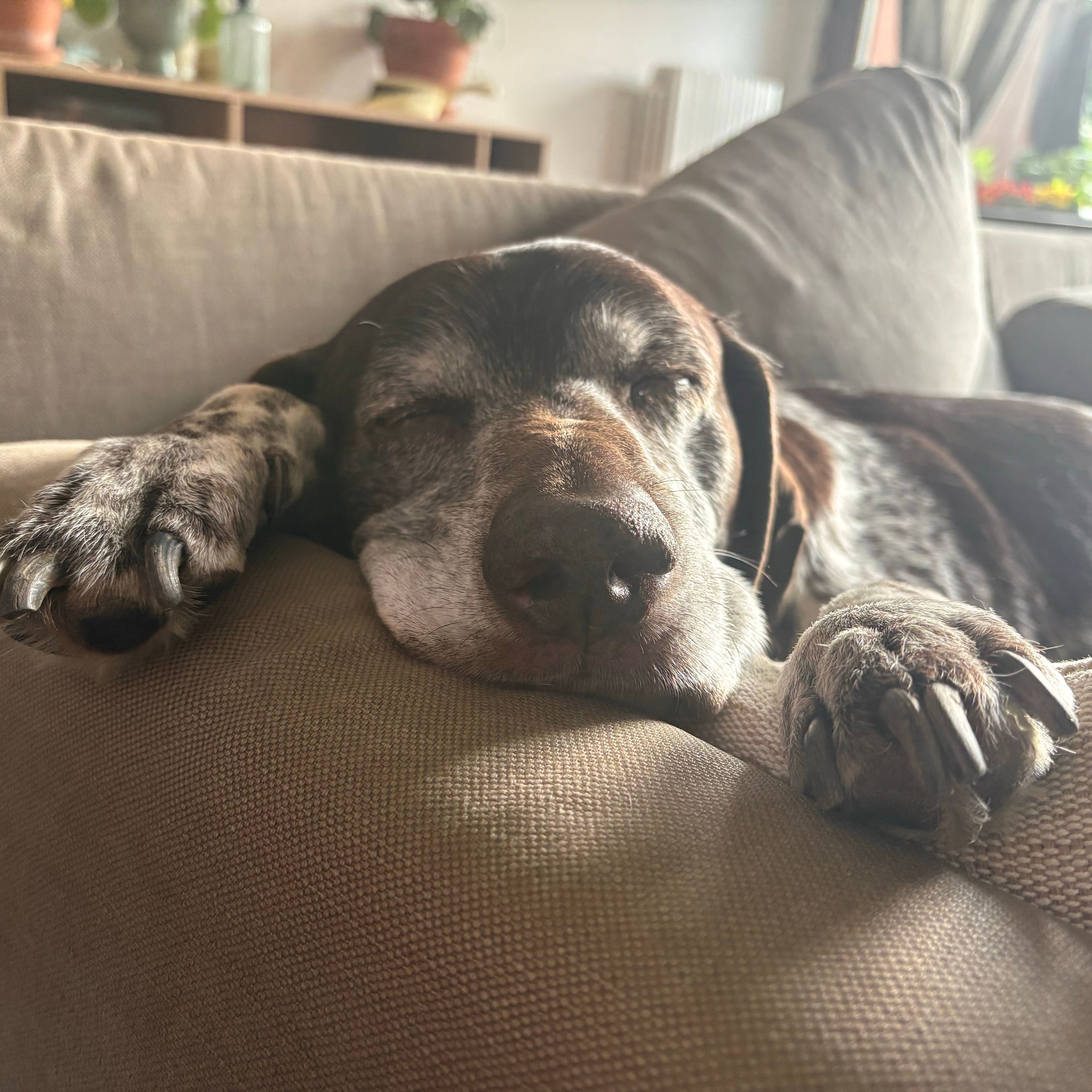 Lulu
