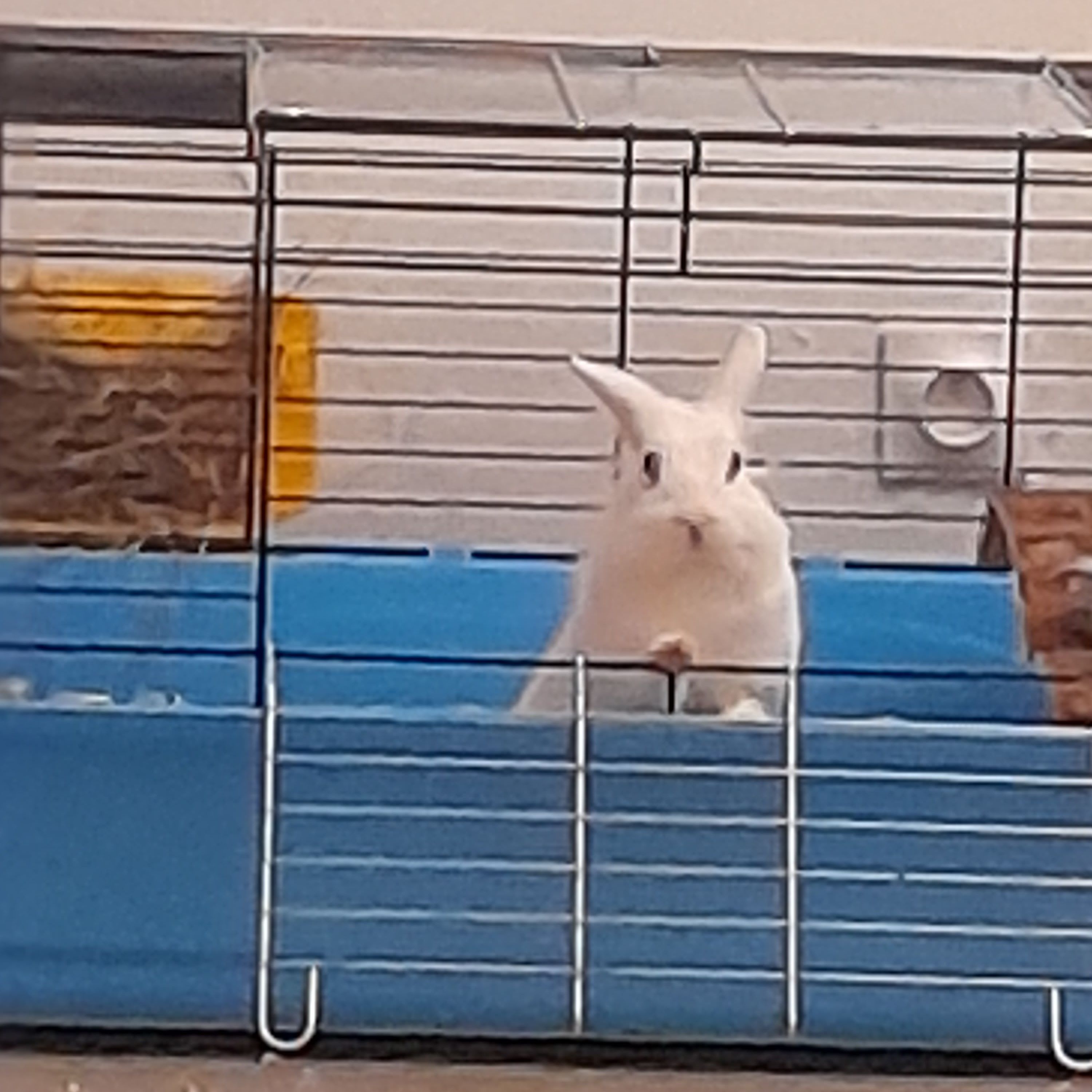Nala
