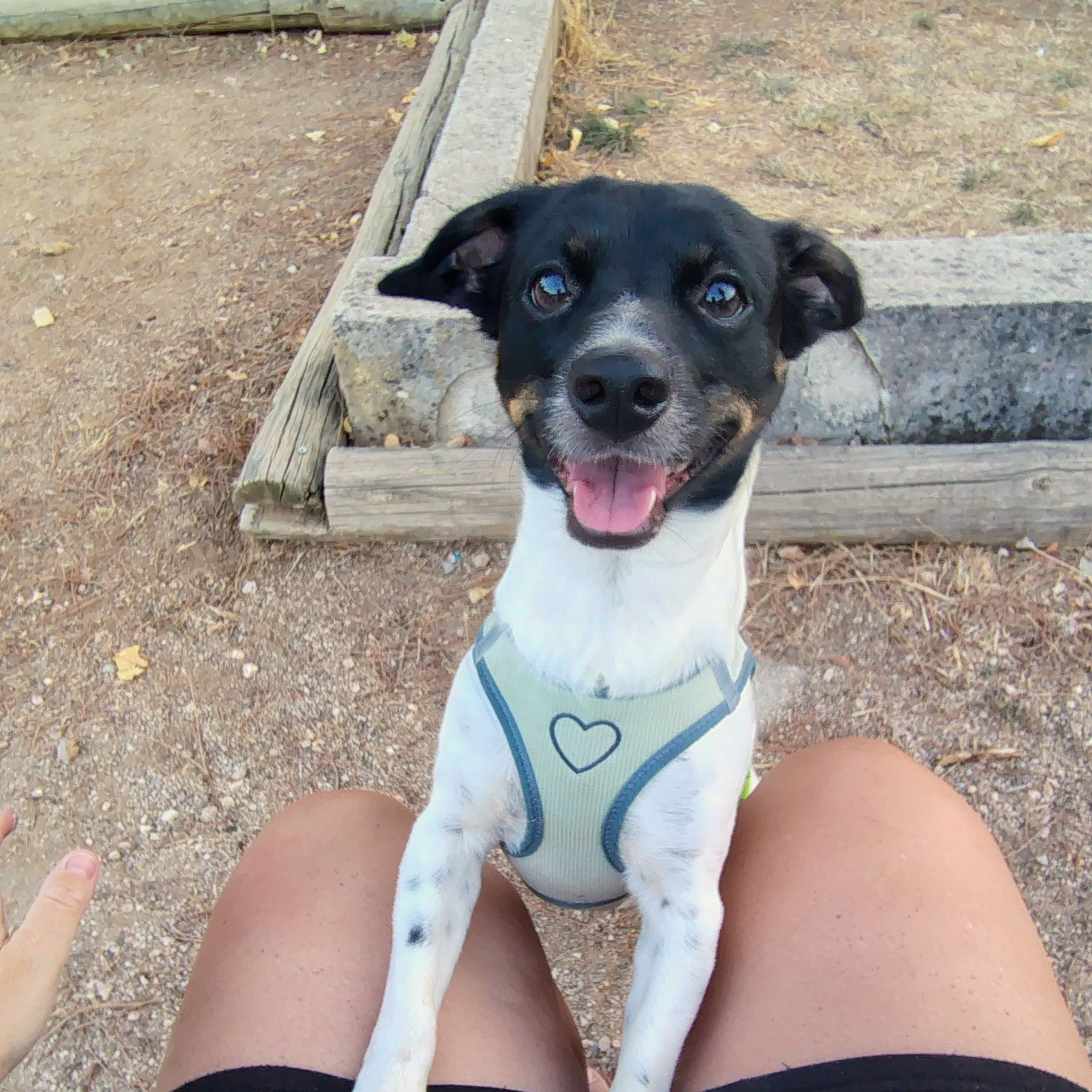 Stitch 