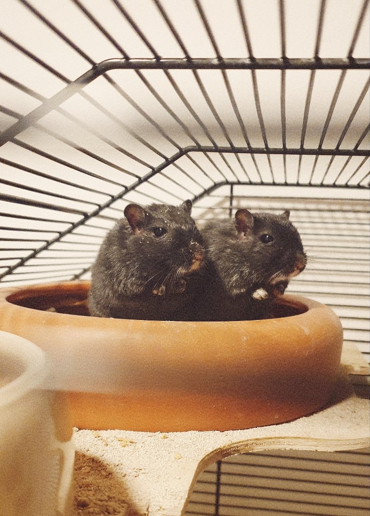 Sherlock & Speedy Gonzales