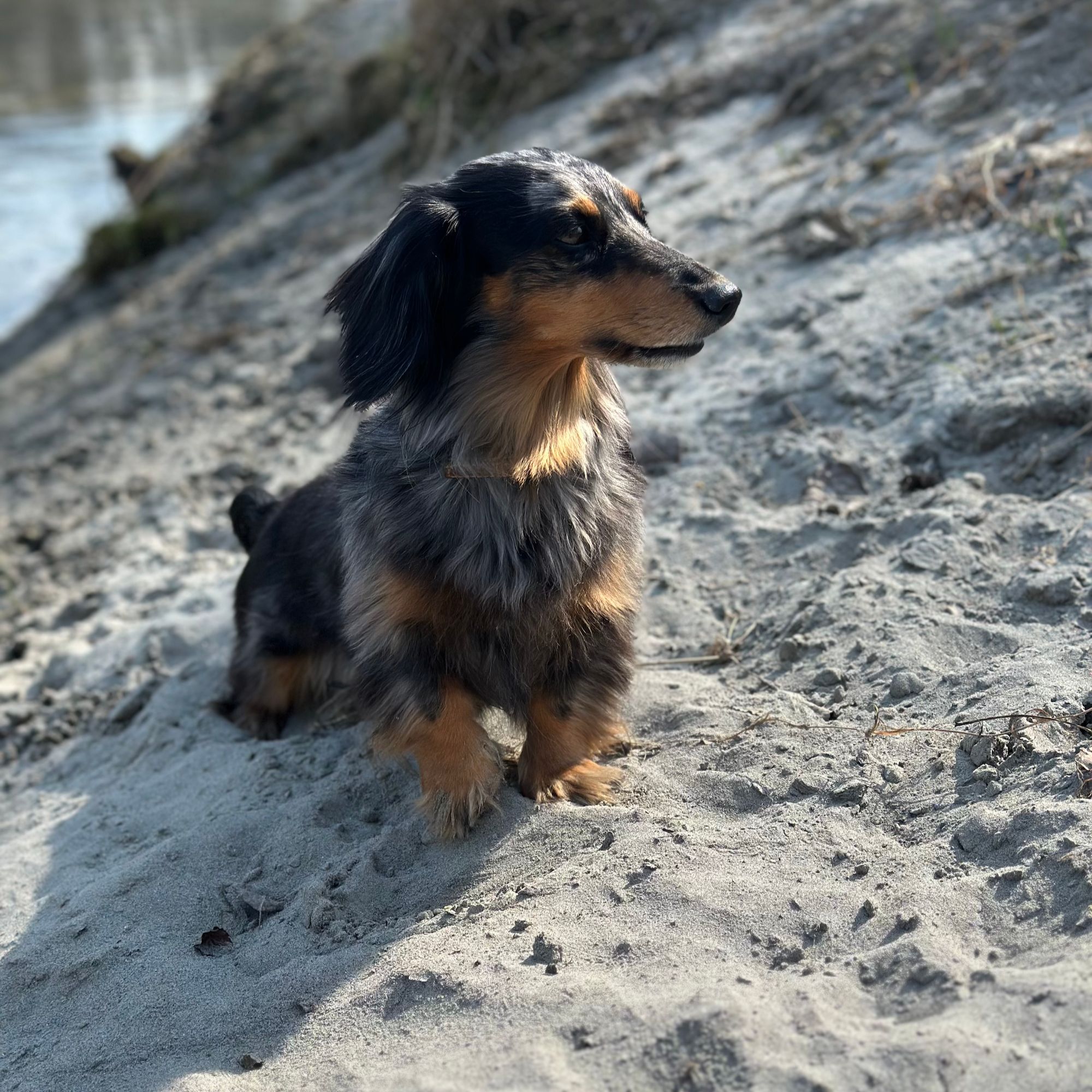 Sunny