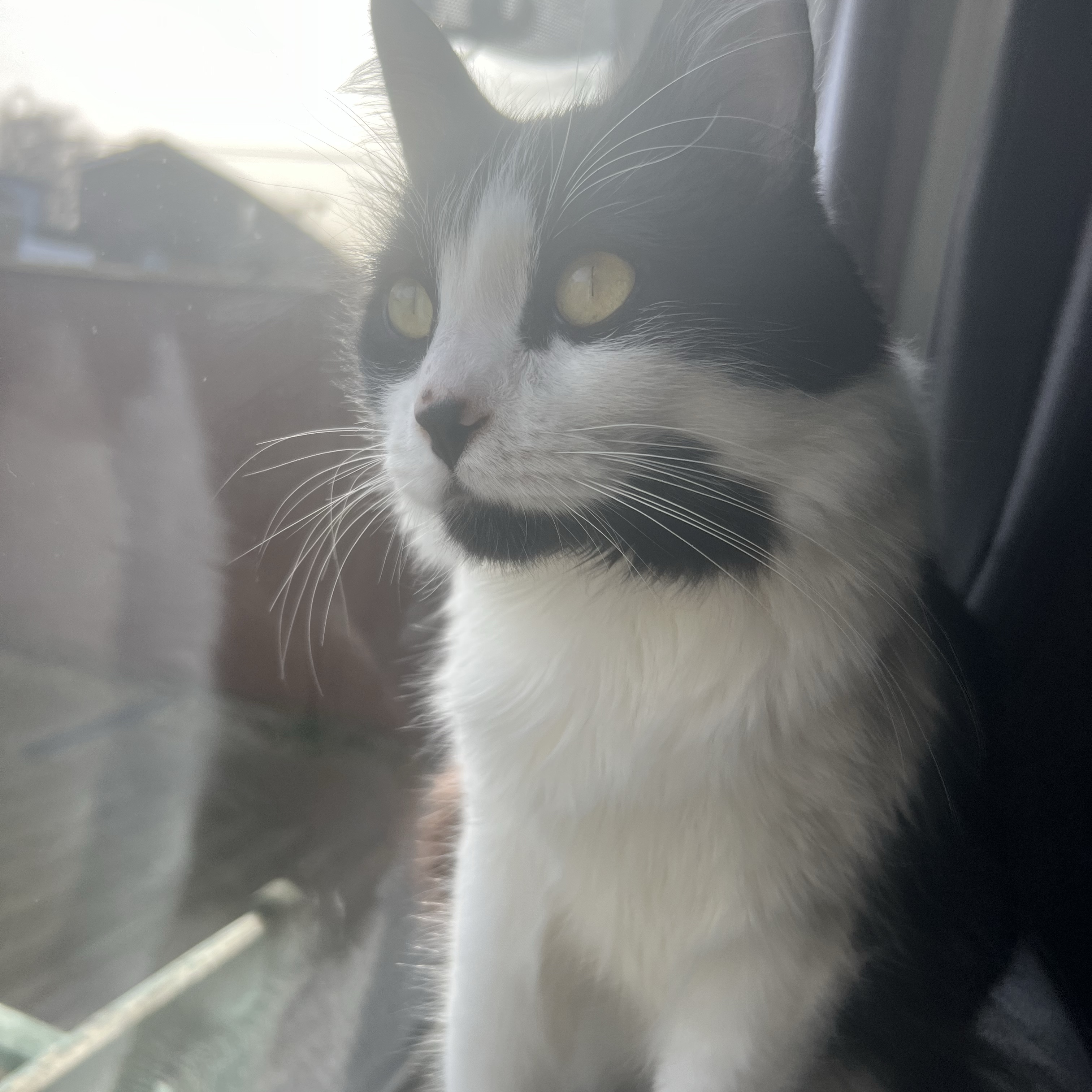 Oreo