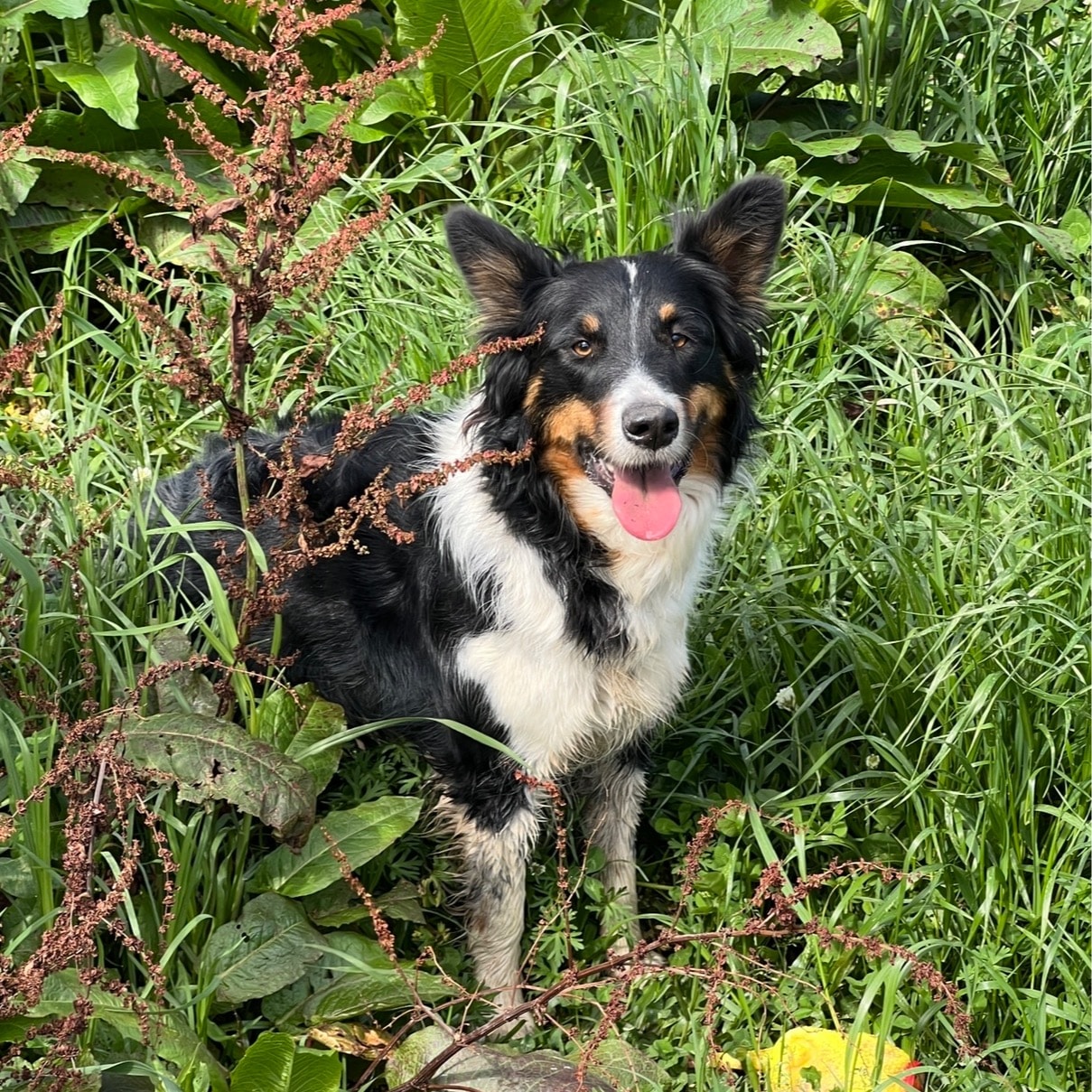 Tobias