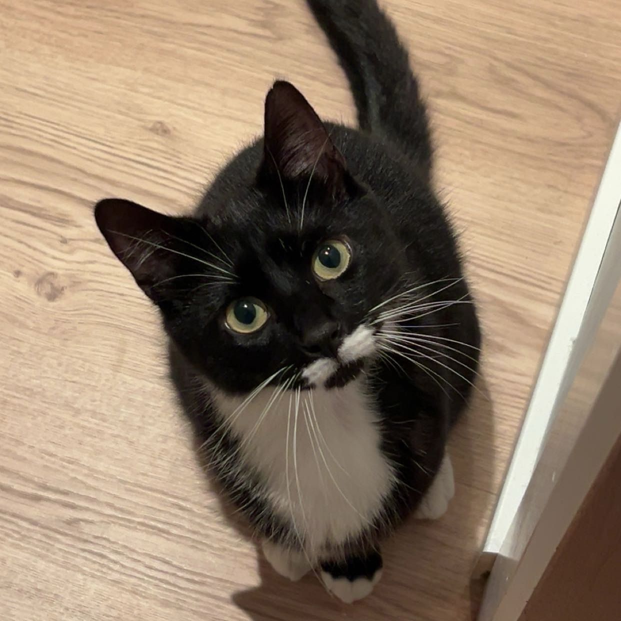 Milo