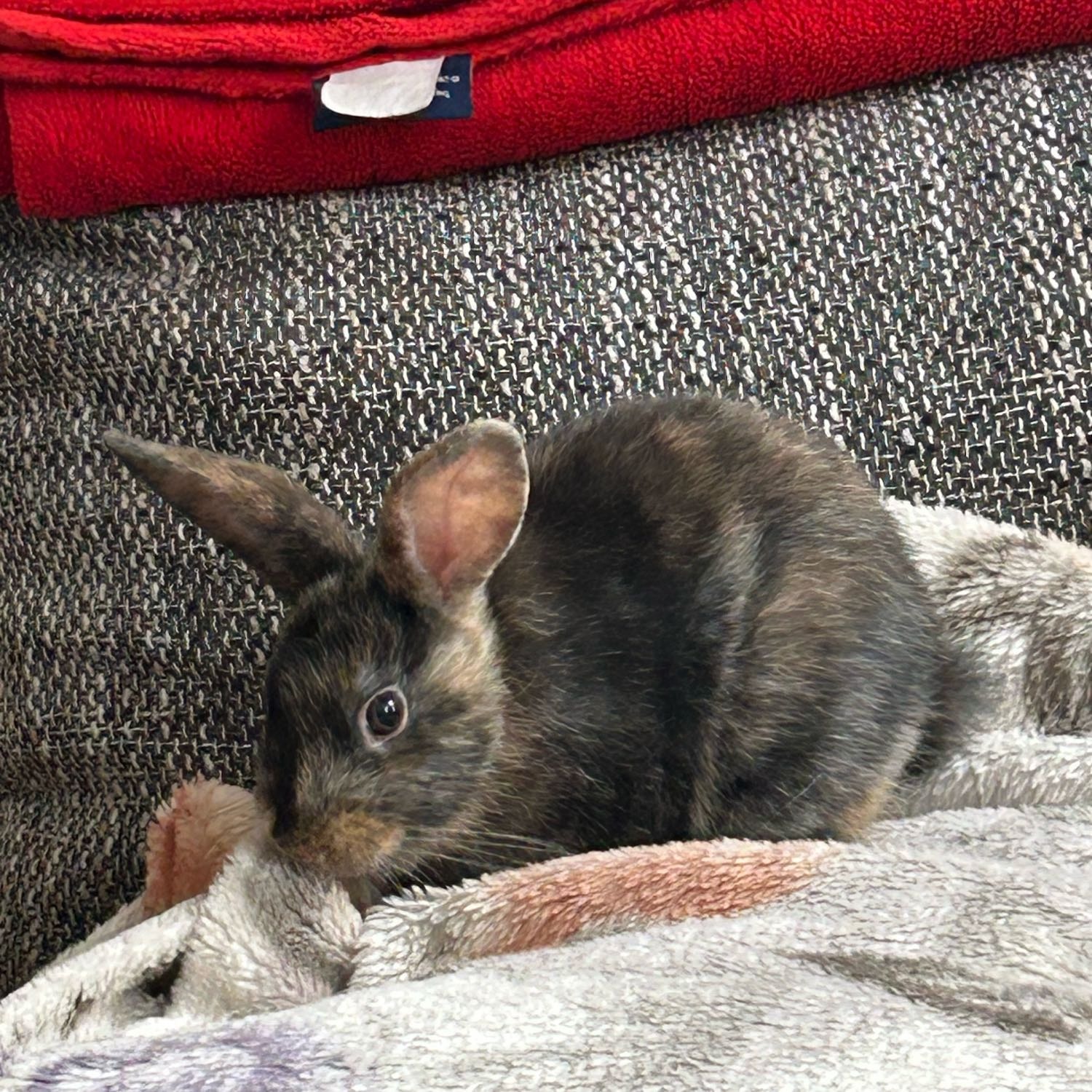 Zinzi