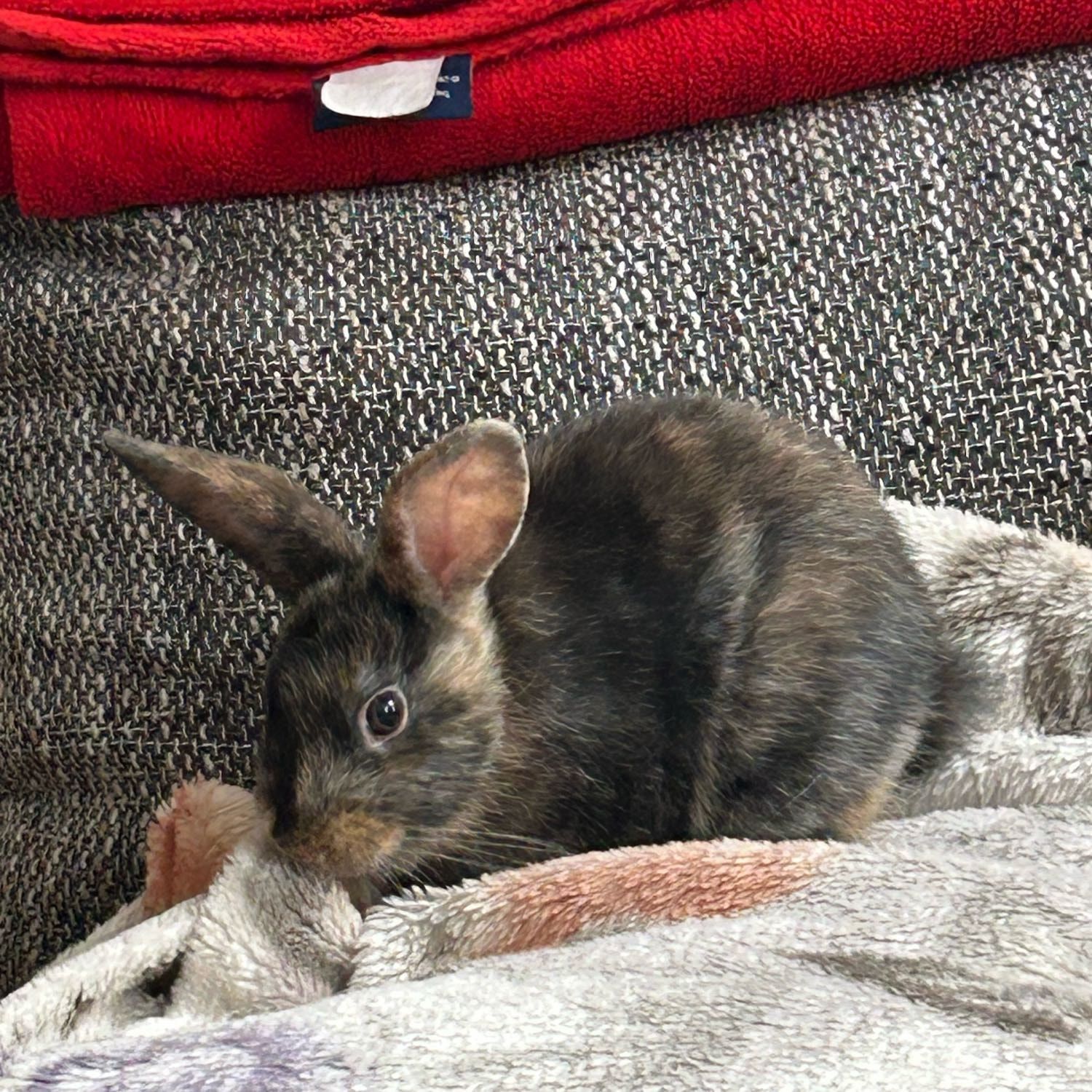 Zinzi