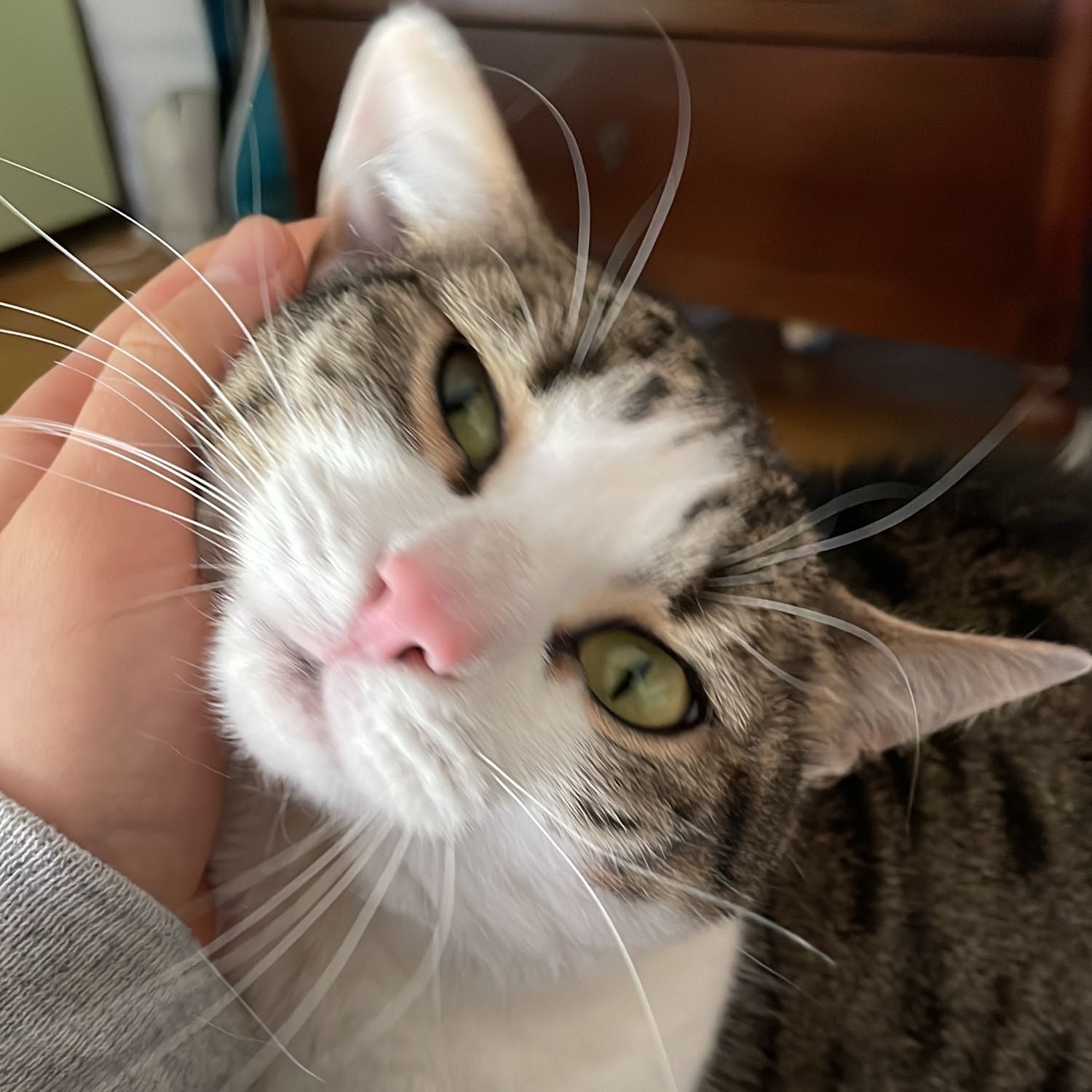 Pupi