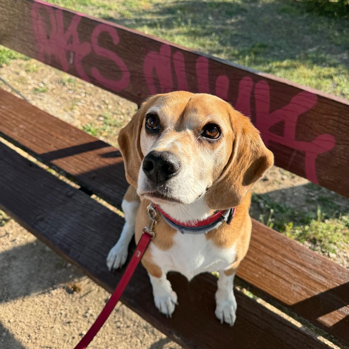 Penny