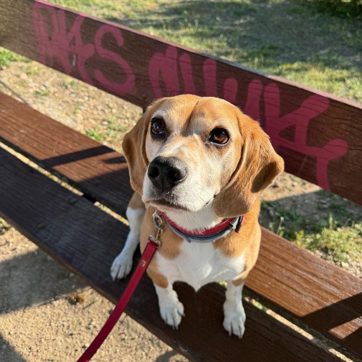 Penny