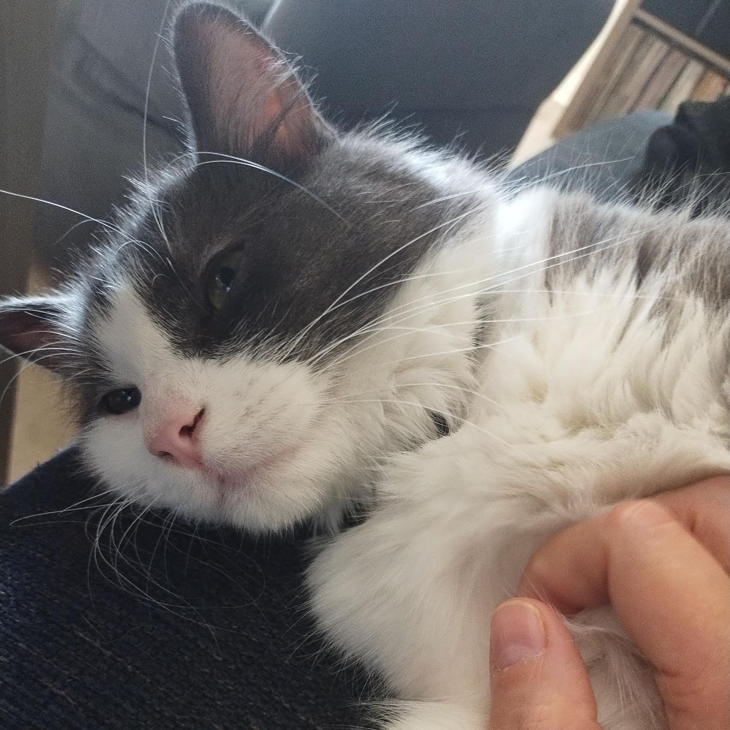 Taro