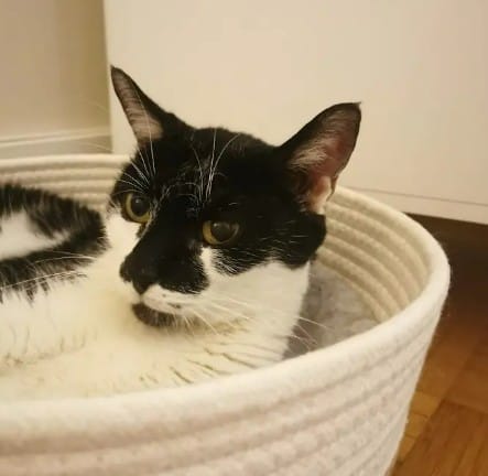 image-8