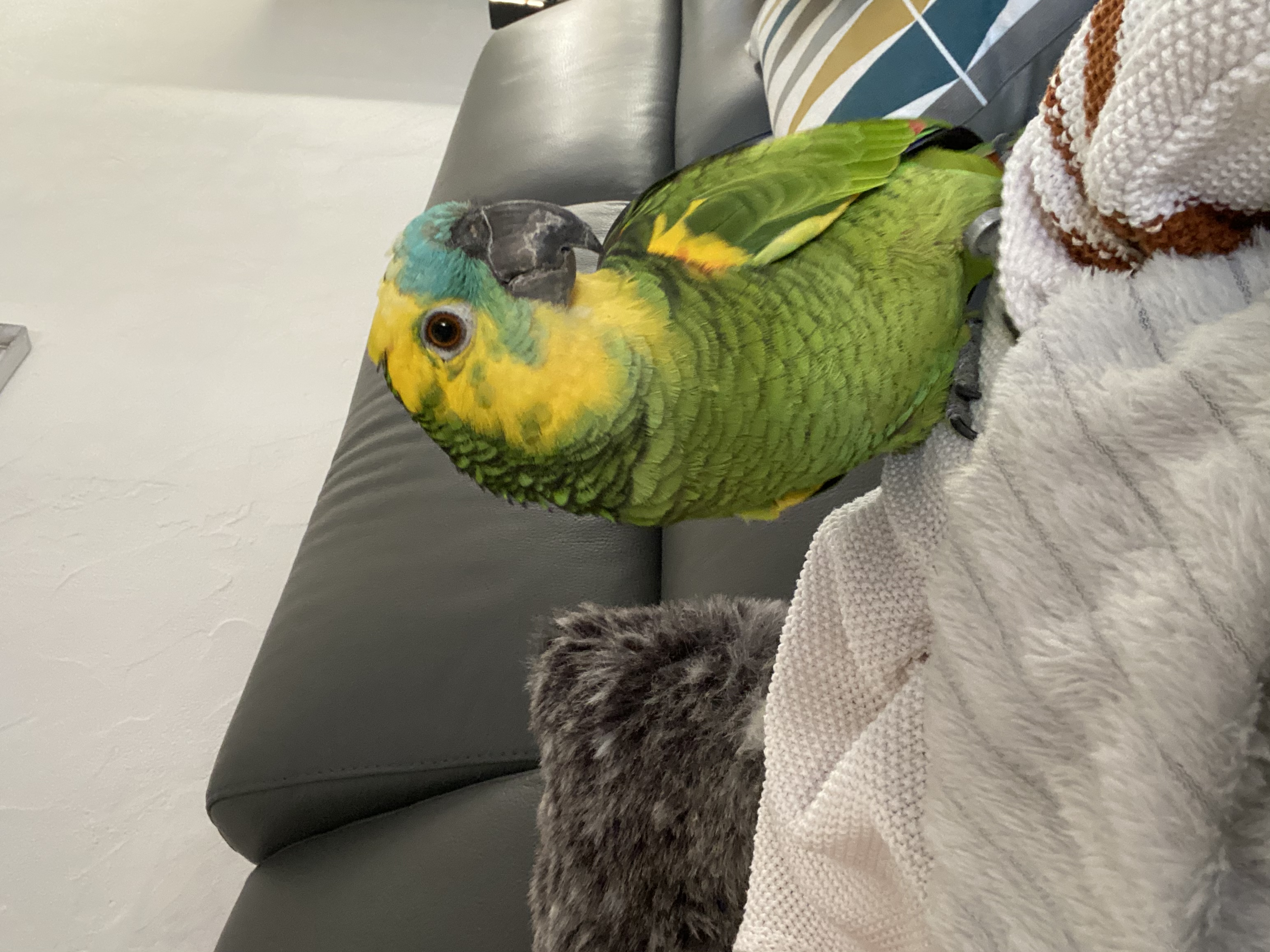 image-12