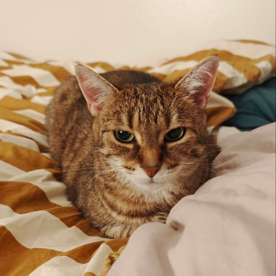 Mimosa