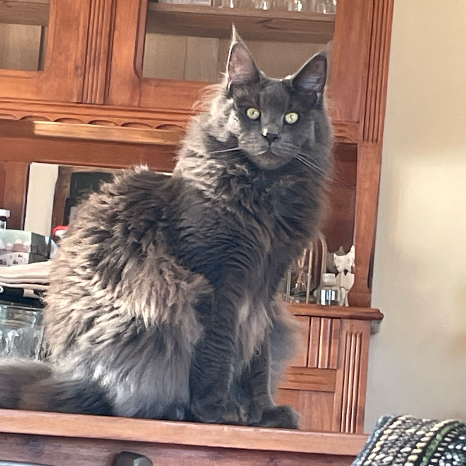 sultan 