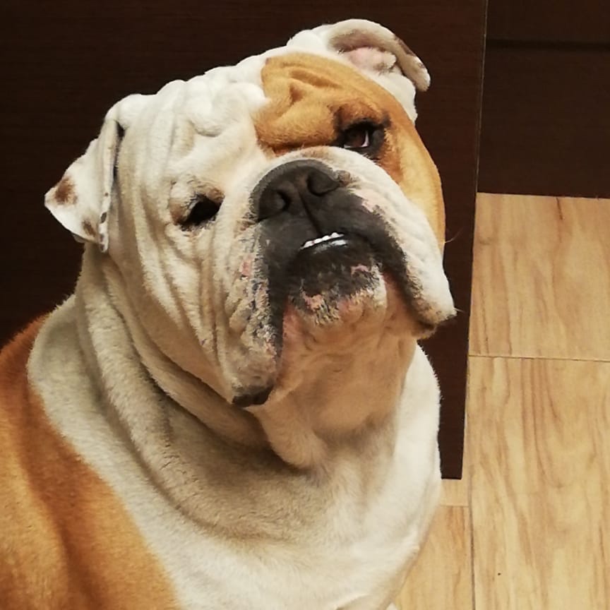 Bruno