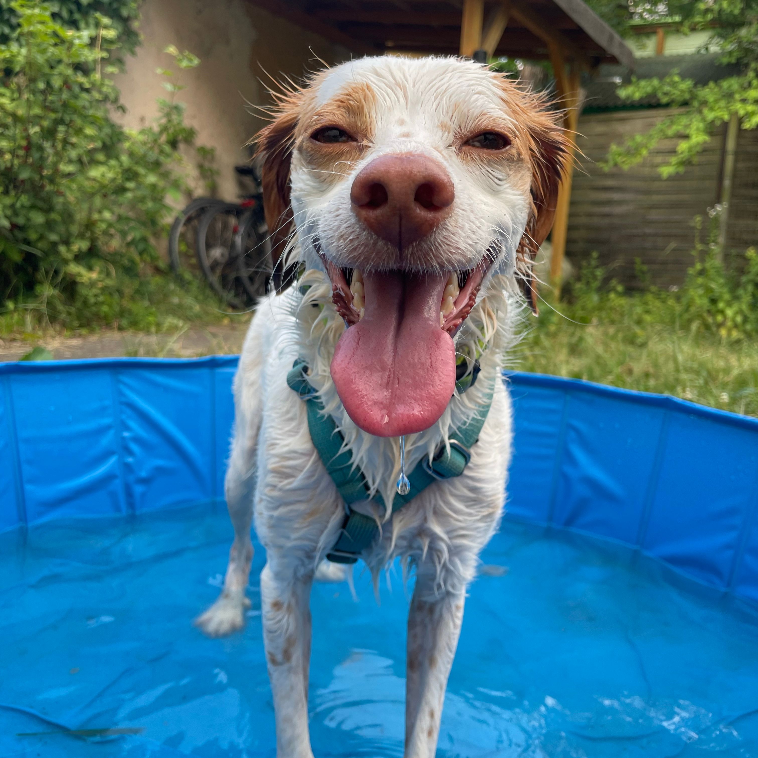 Penny