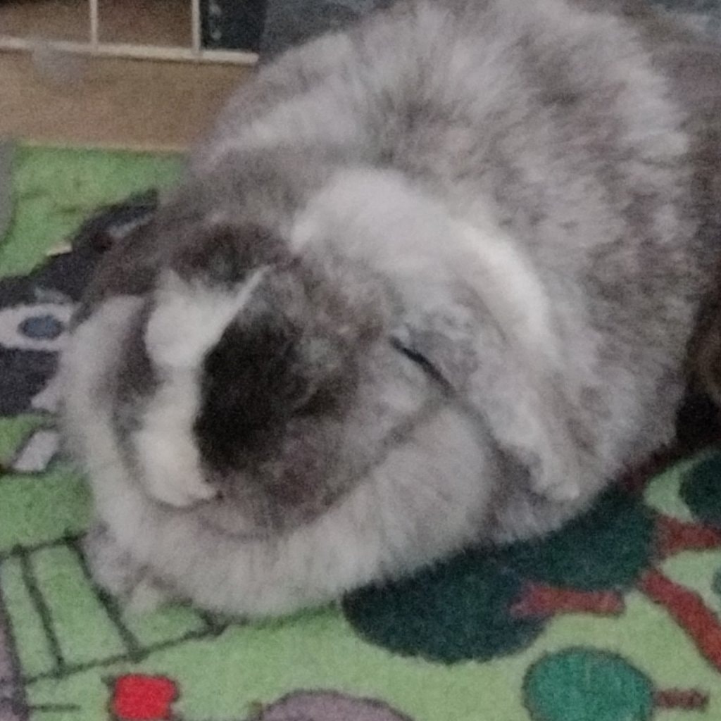 Miffy
