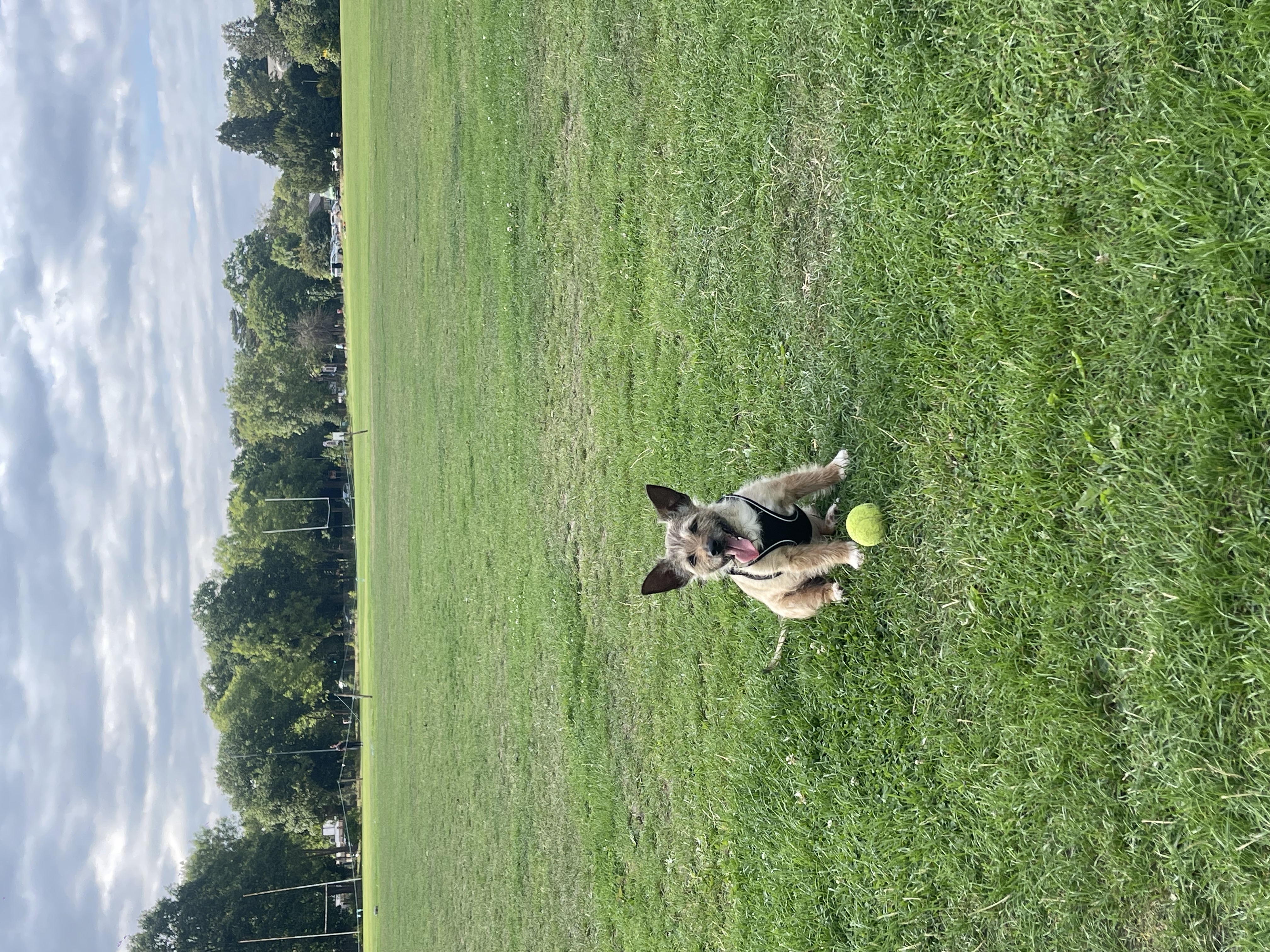 image-7