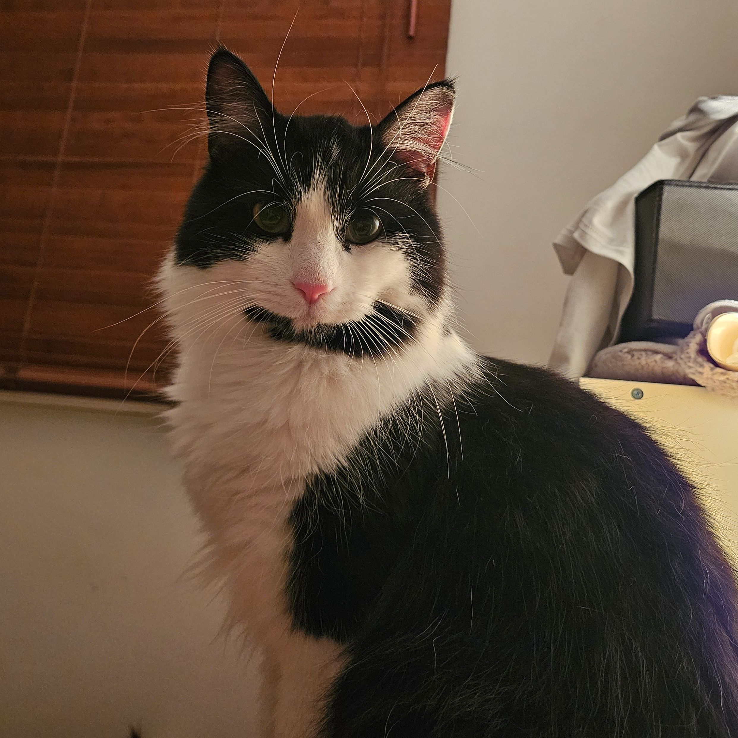 Catti