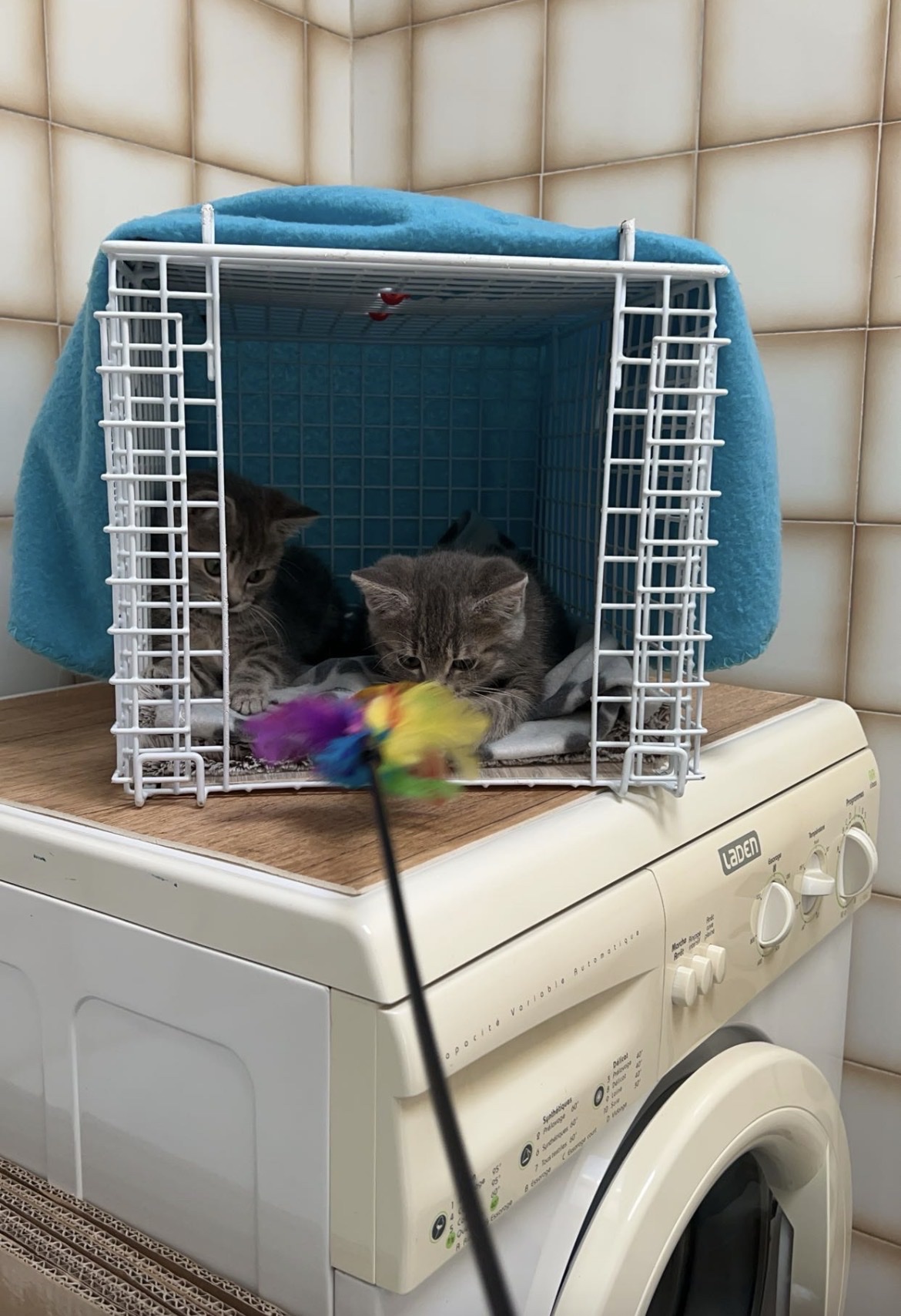 image-6