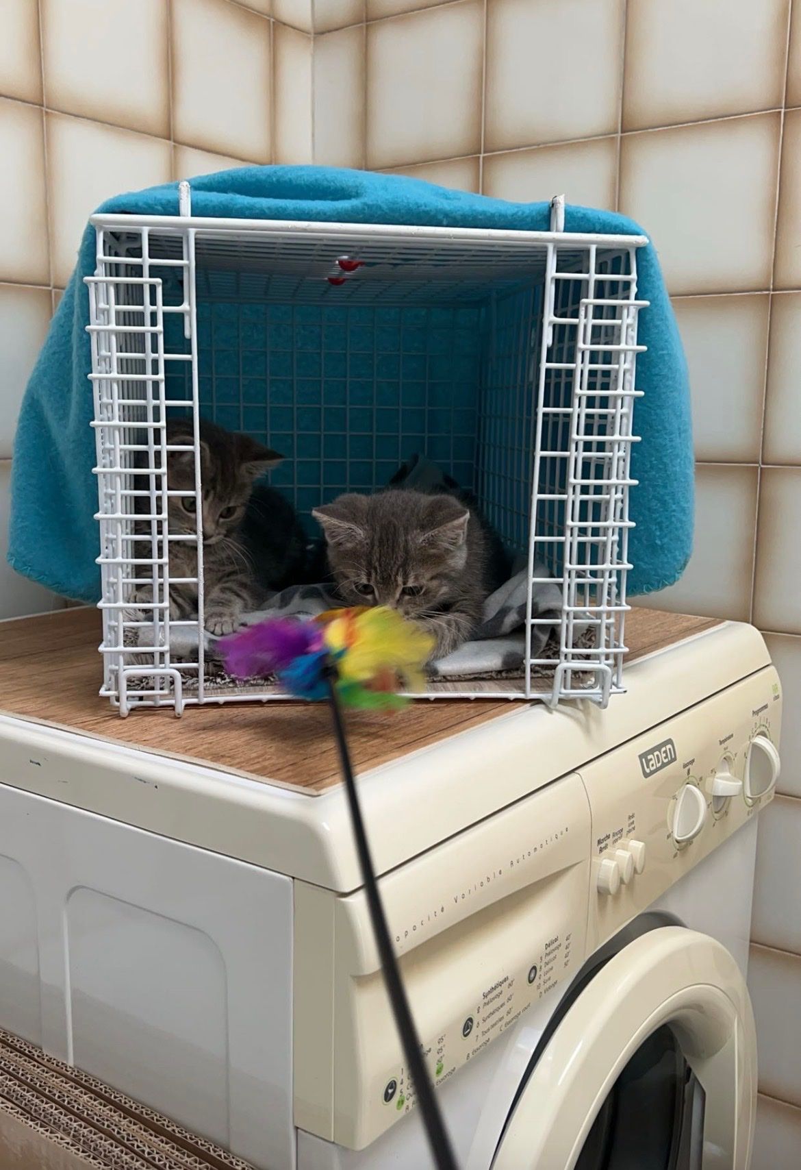 image-6