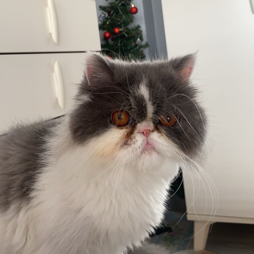 Dora