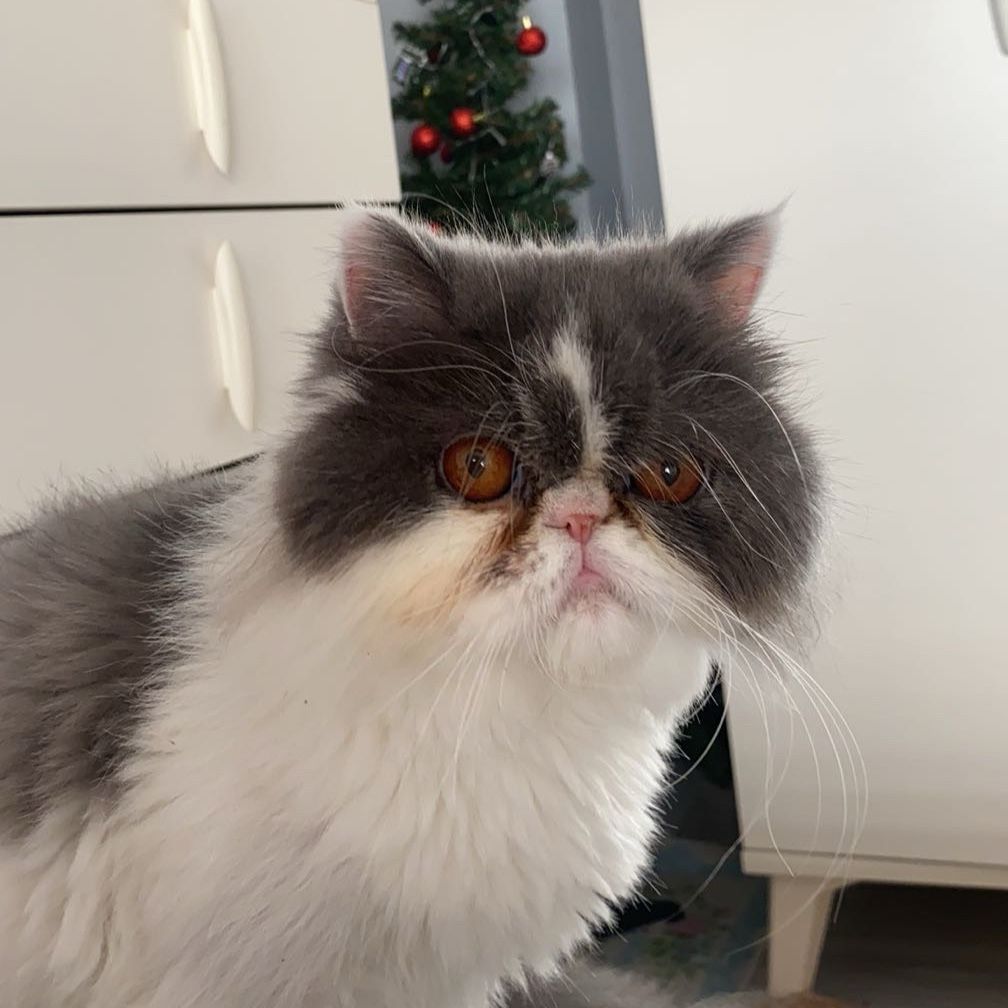 Dora