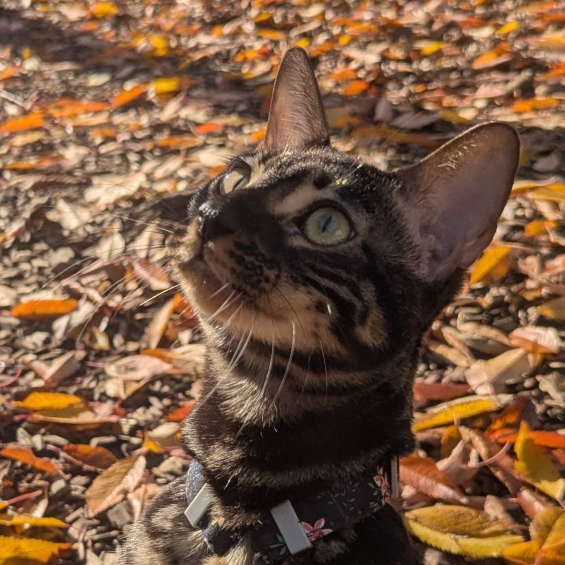Zuko