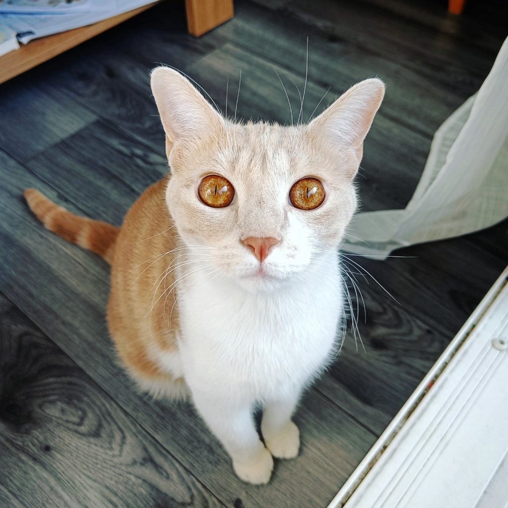 Kuzco