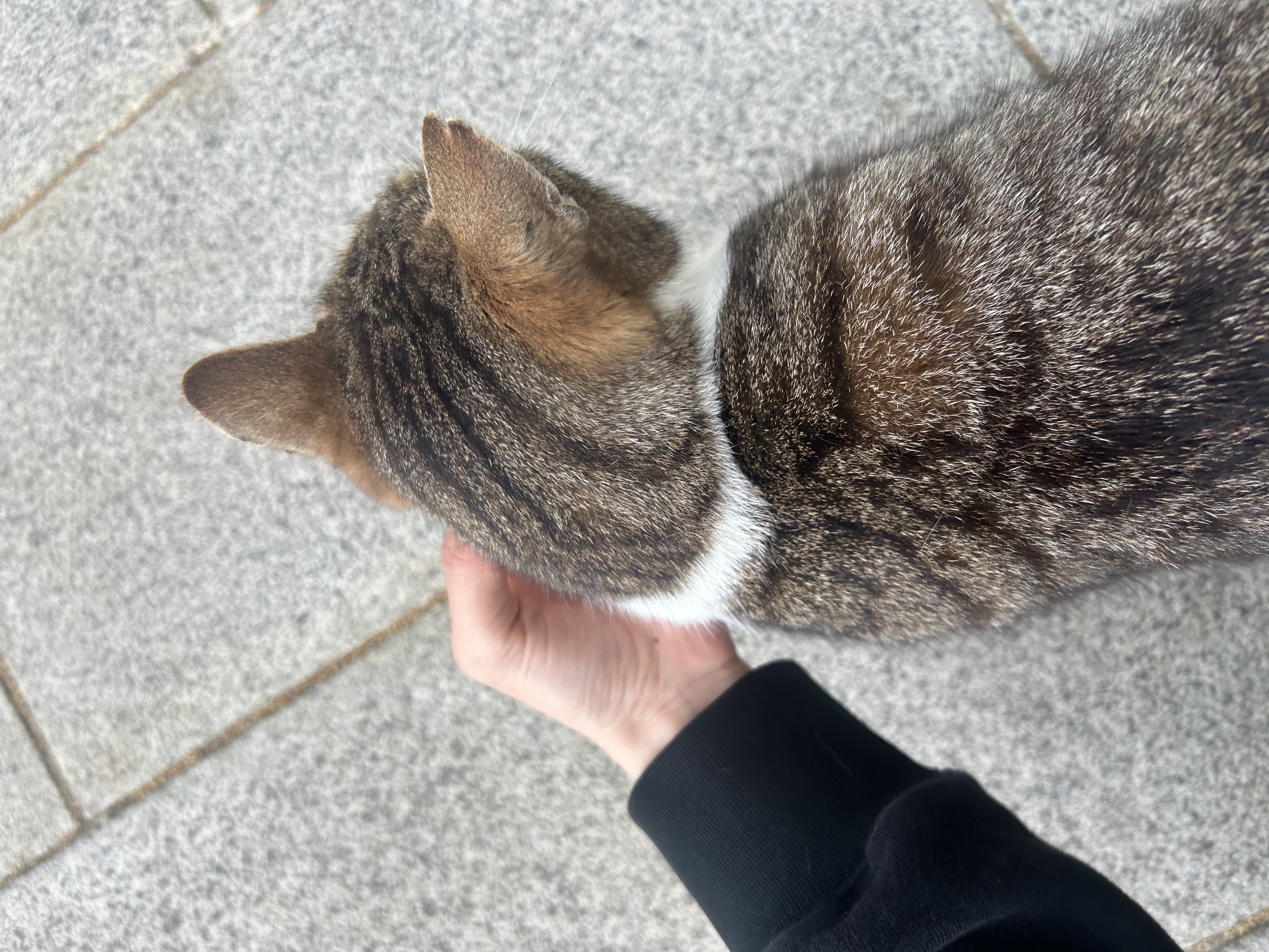 image-7