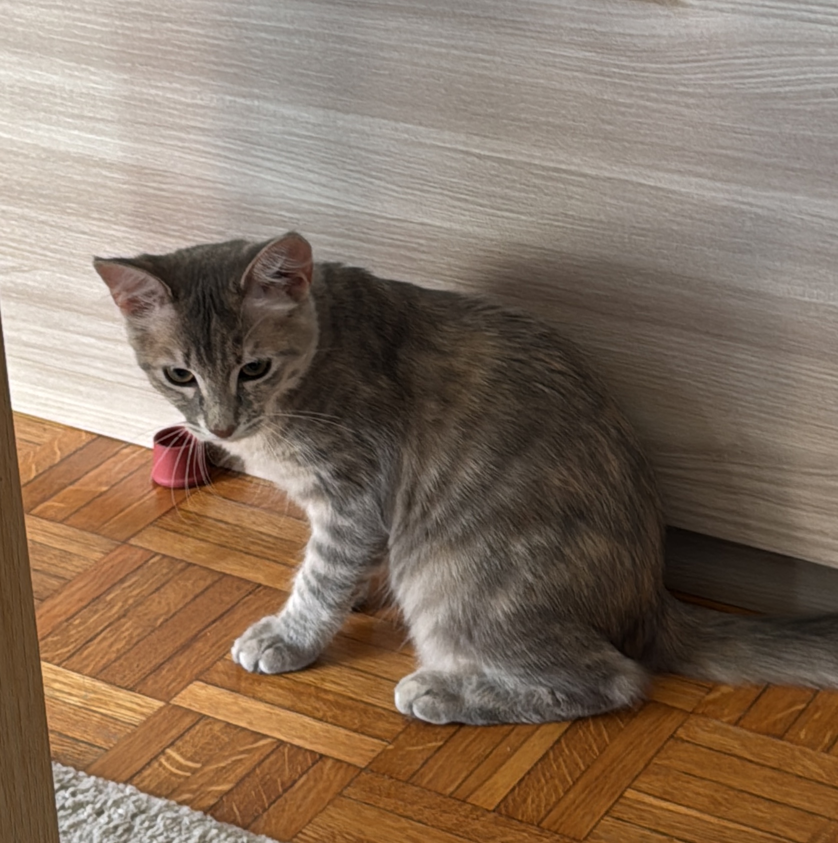 Mochi