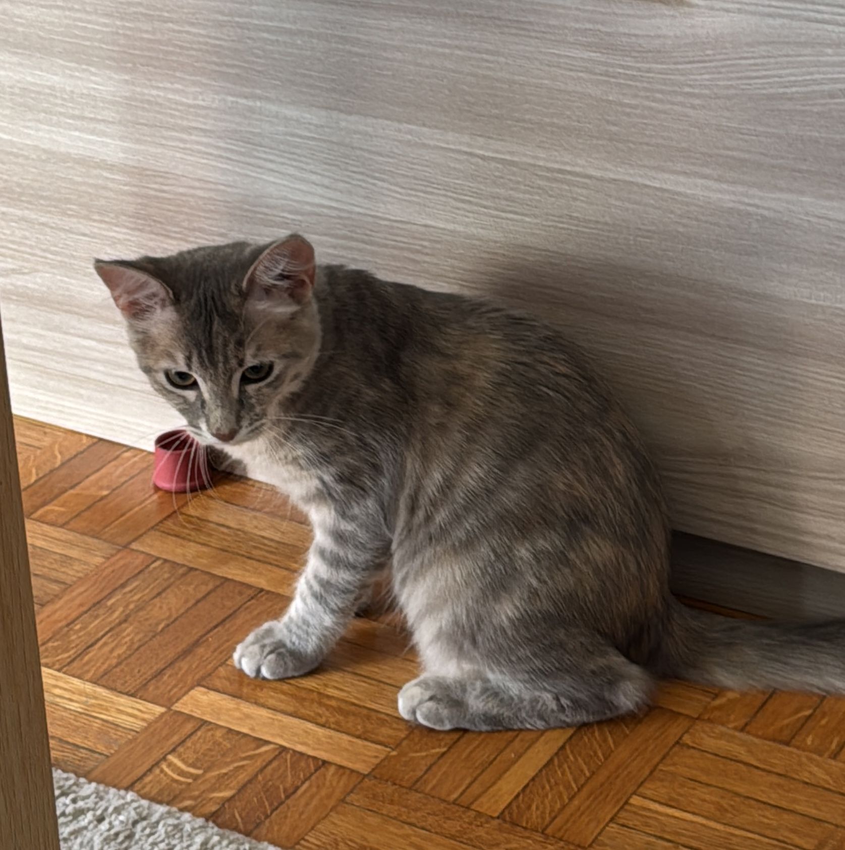 Mochi