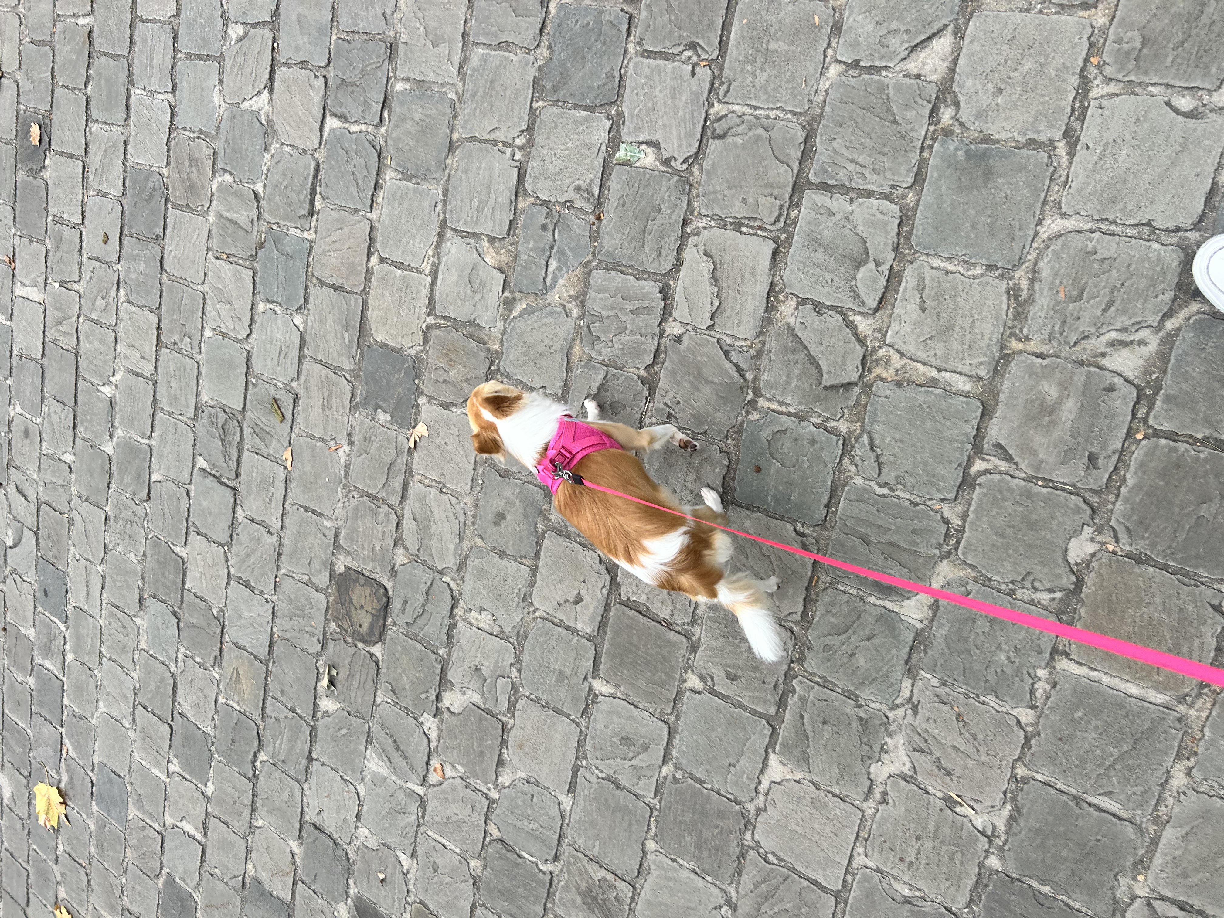 image-7