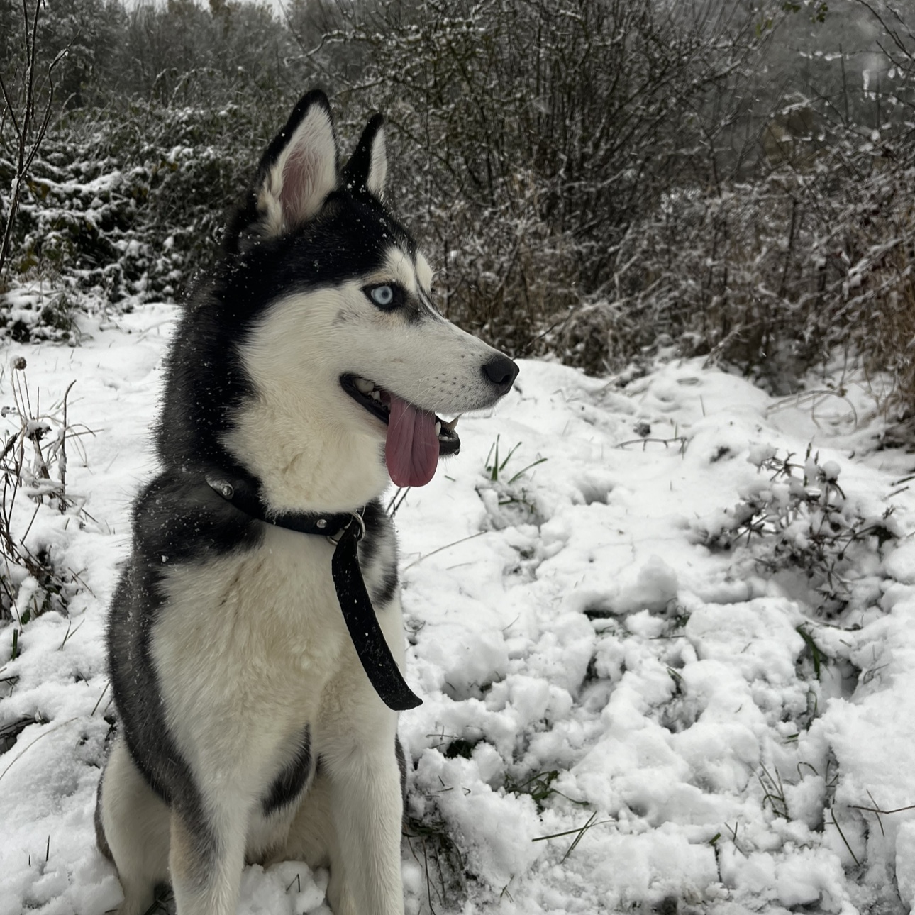 Snow