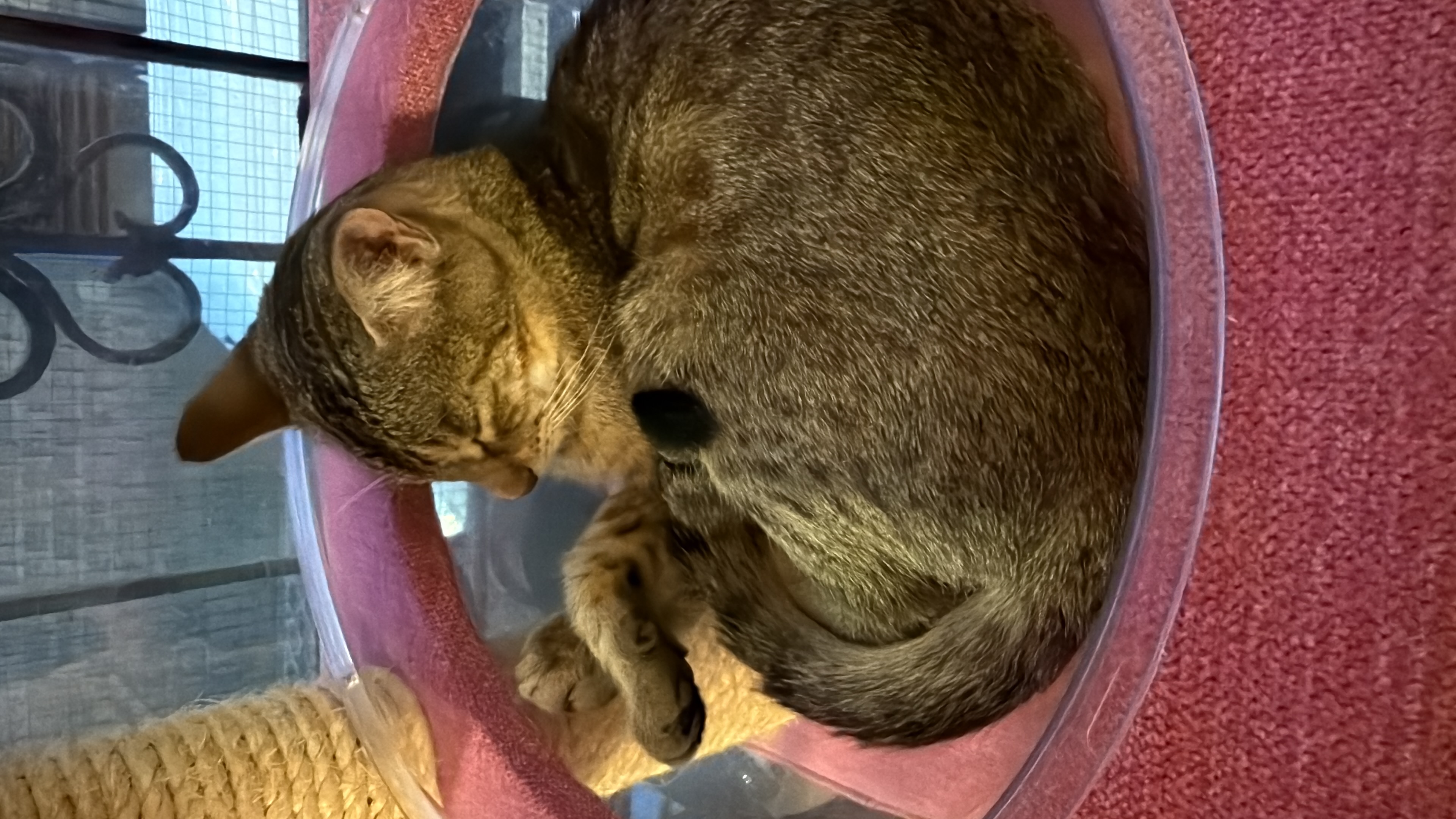 image-4