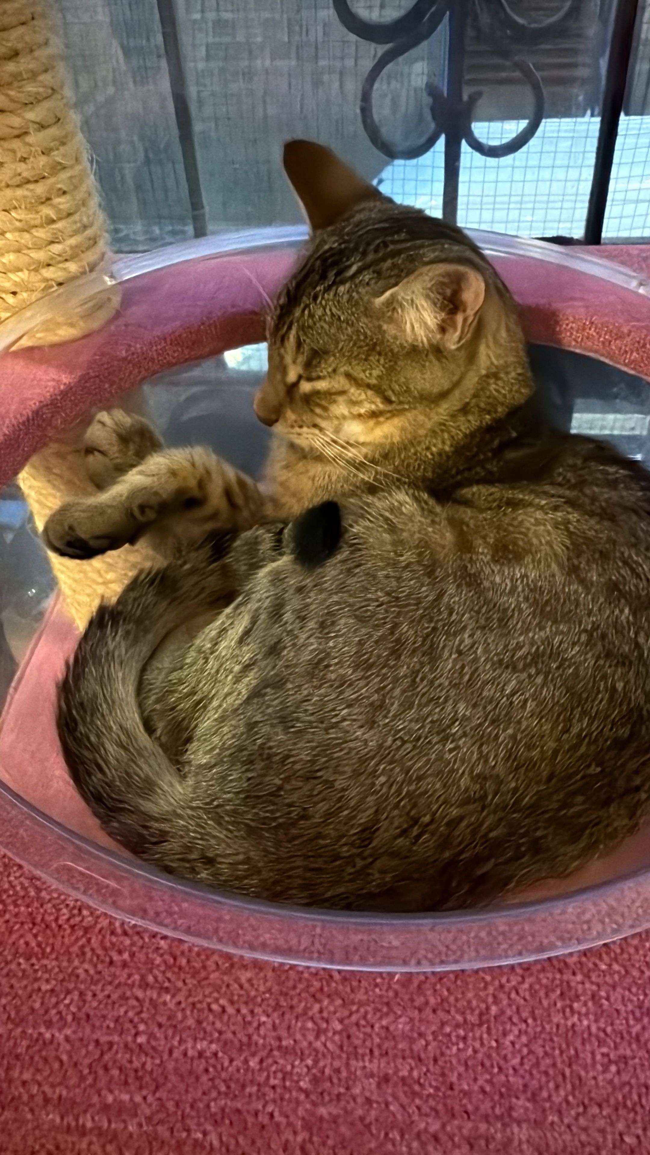 image-4