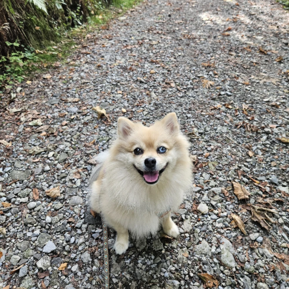 lilli
