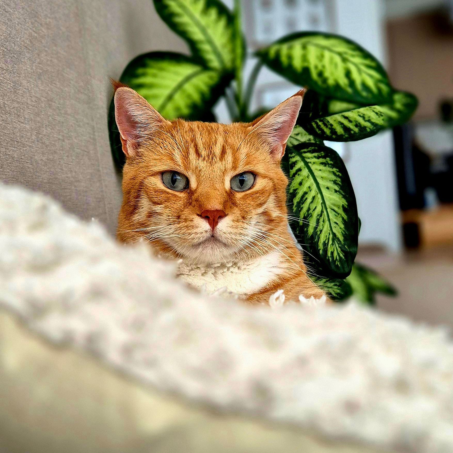 Diego