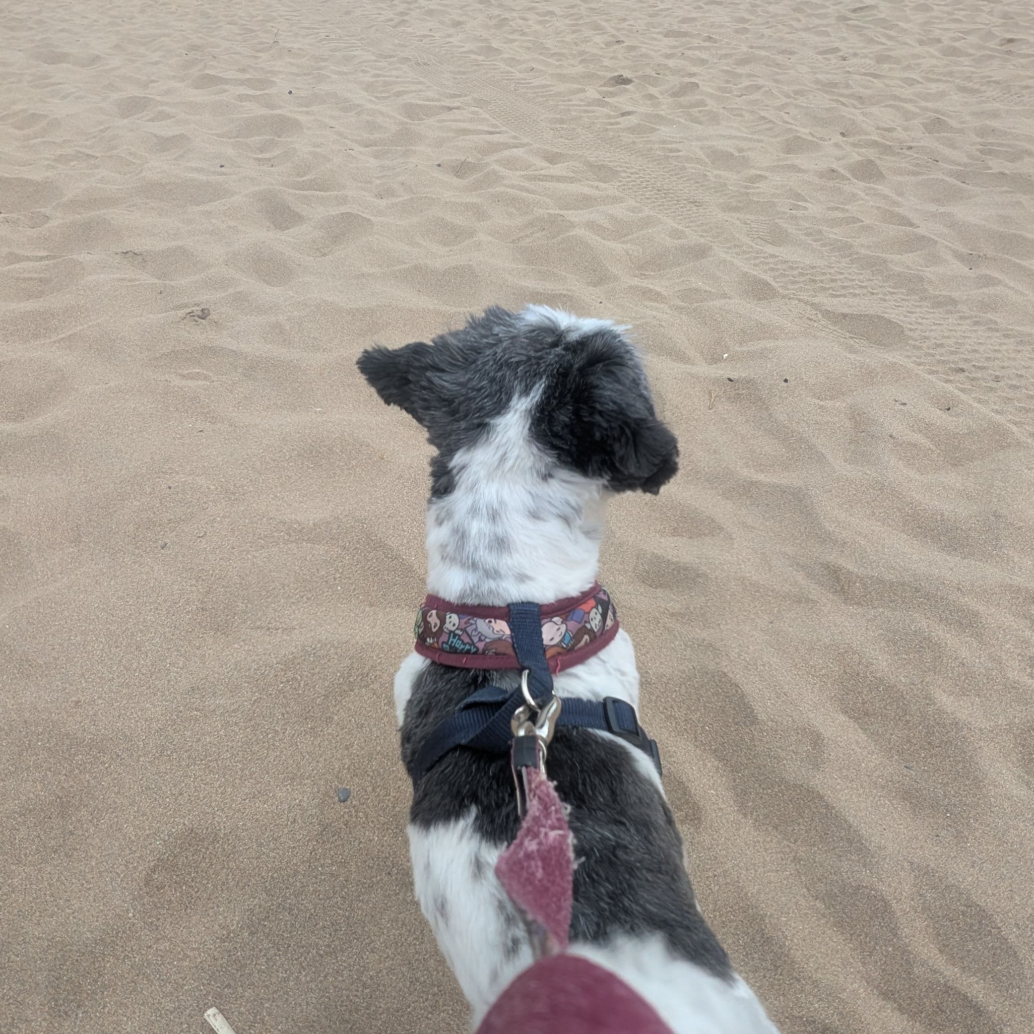 Cali