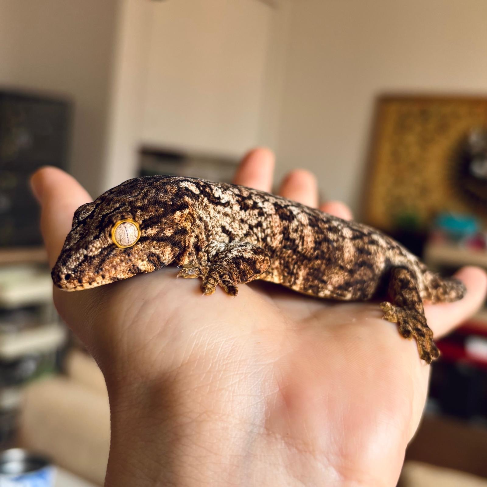 Geco