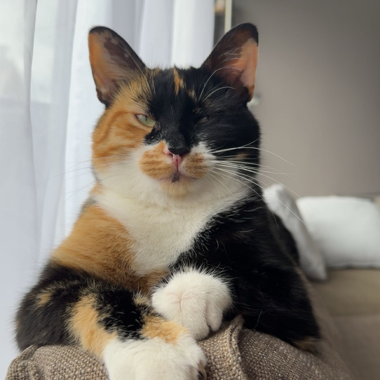 Toffee