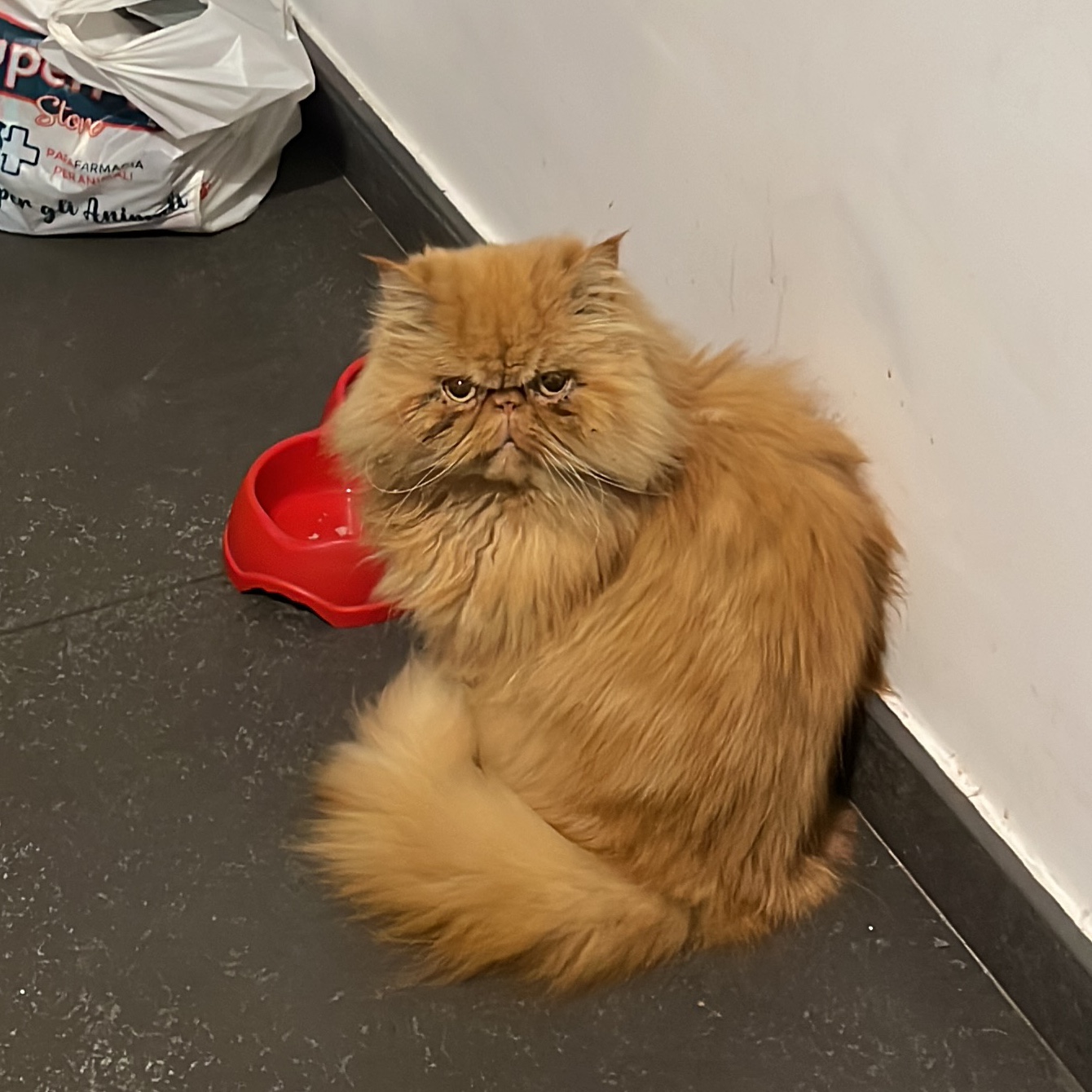 Minou
