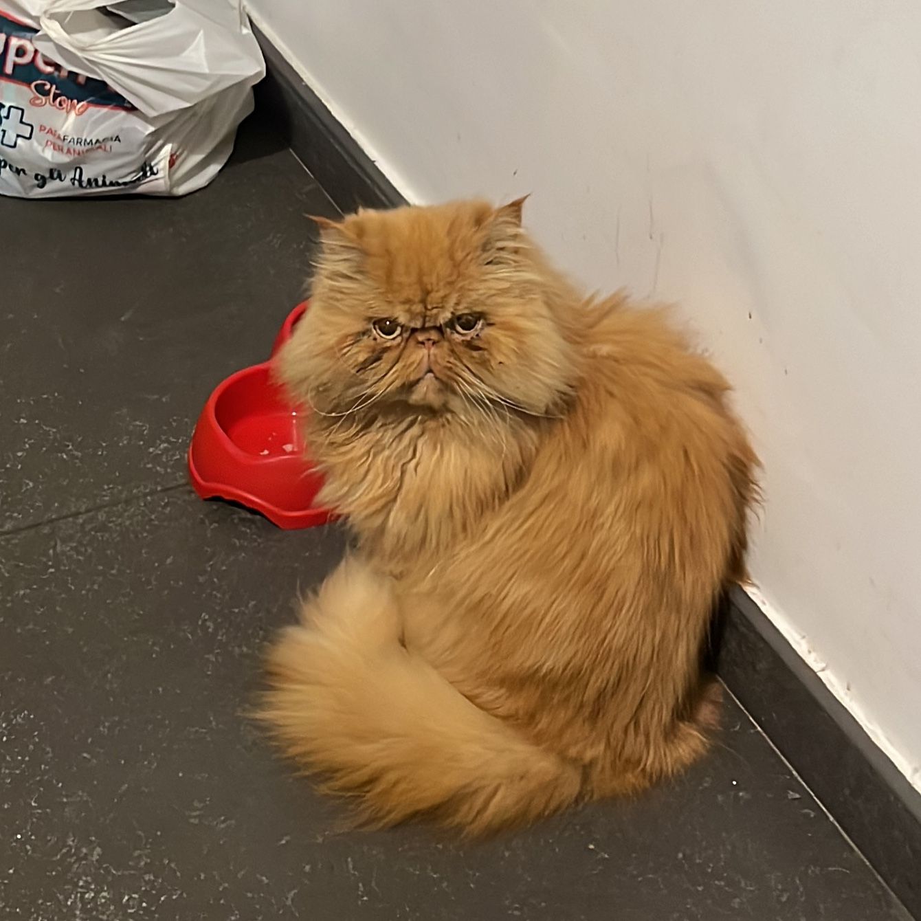 Minou