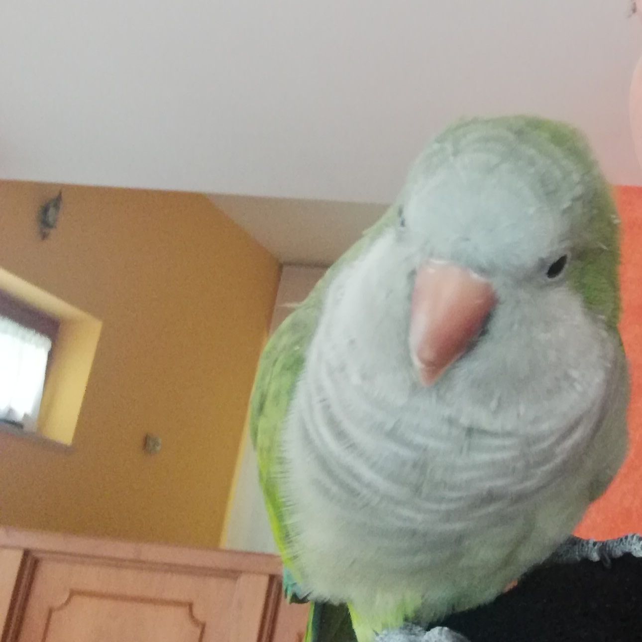 Artù