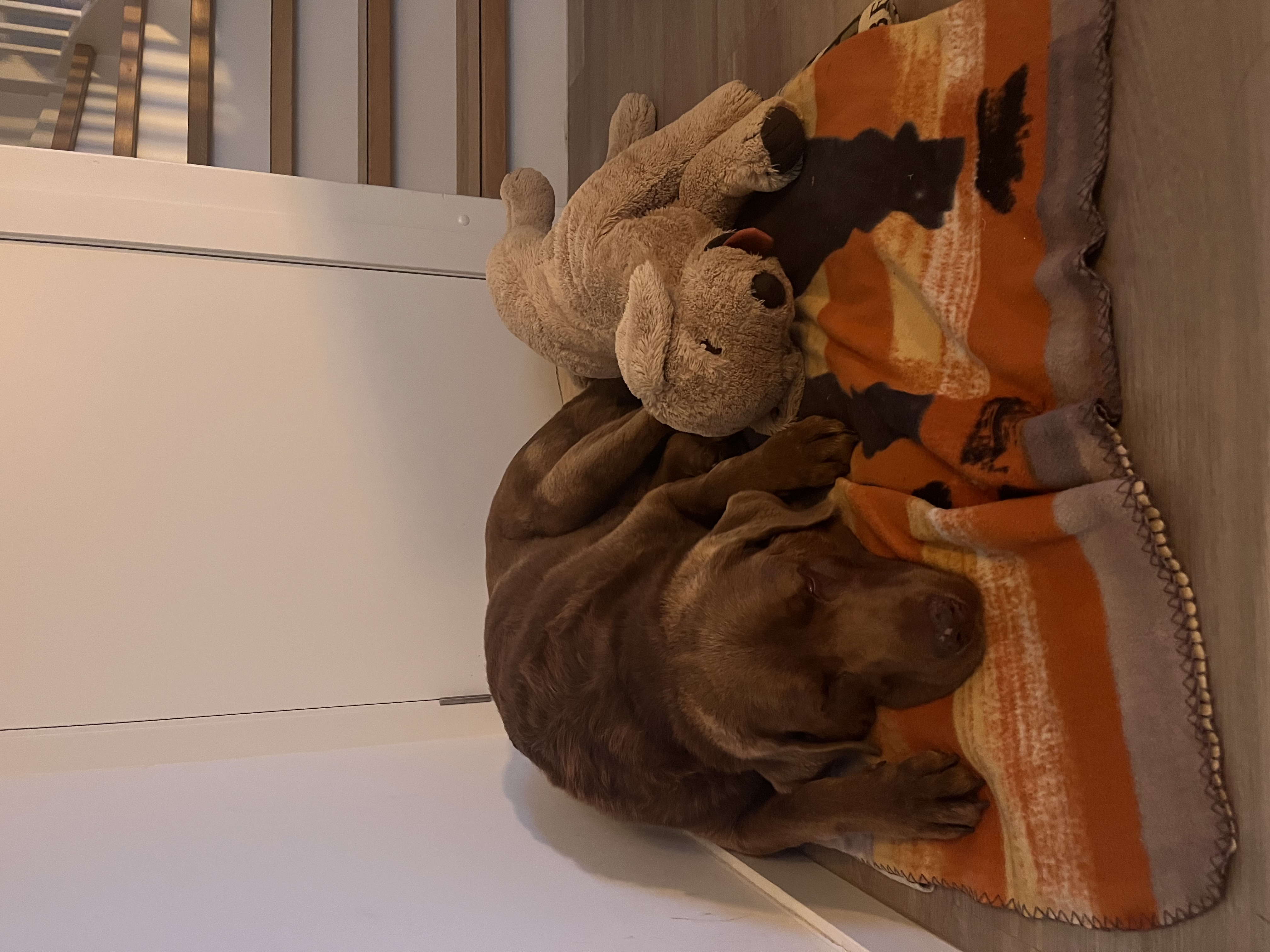 image-7