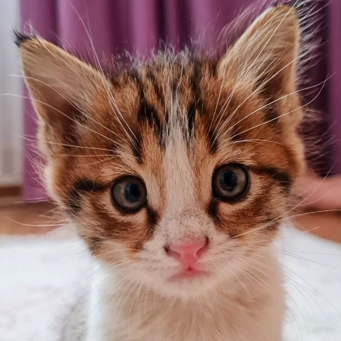 Lili