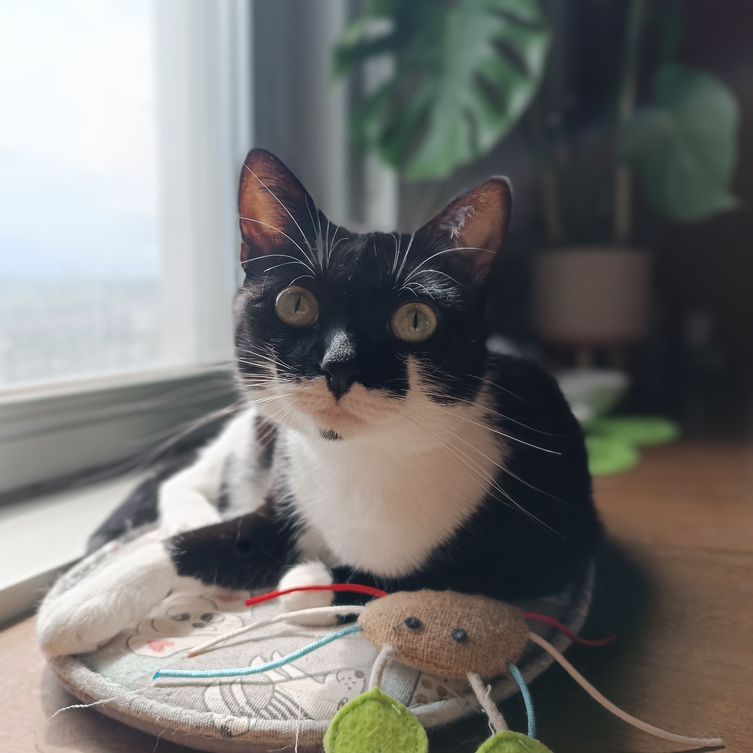 Nina