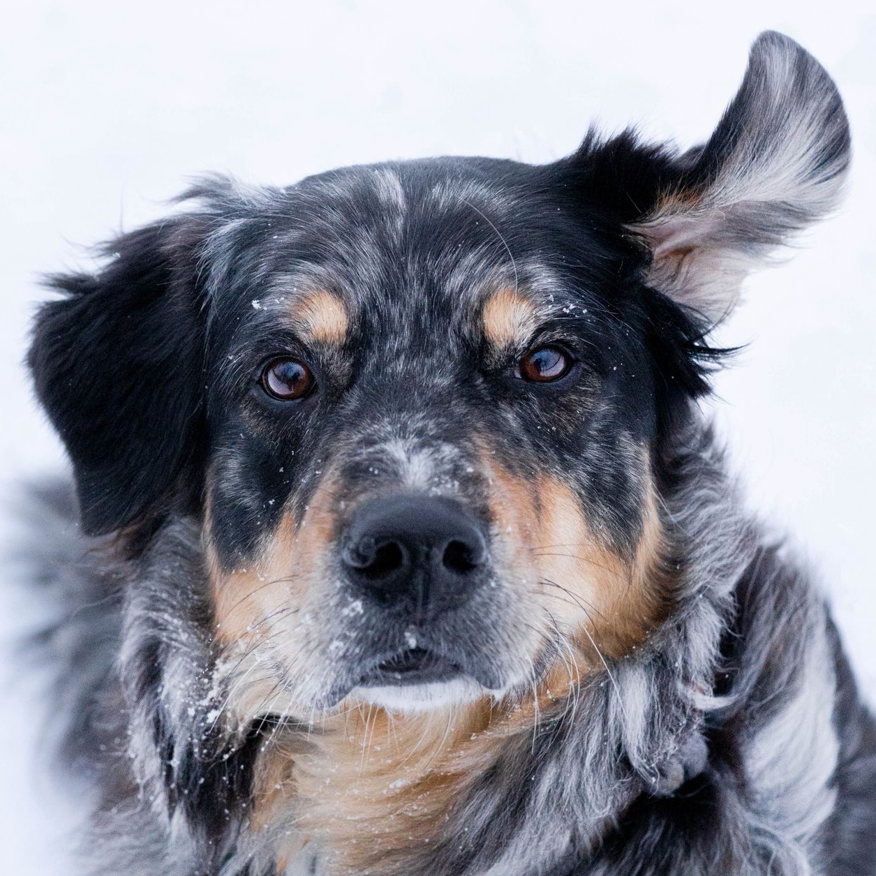Fenris